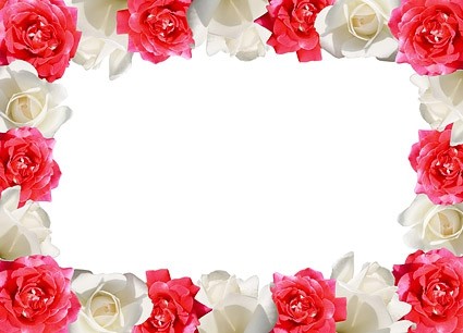 merah mawar putih mawar sisi gambar