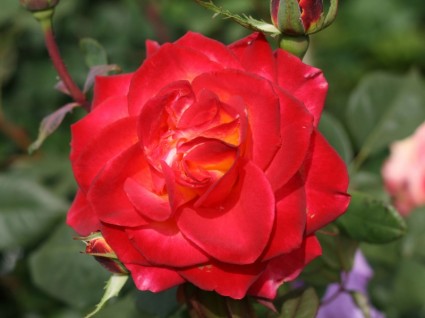 Красная роза с желтыми heart