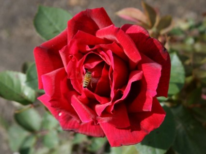 mawar merah dengan lebah