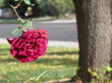 木の幹と赤いバラ