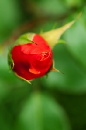 赤いバラのつぼみ