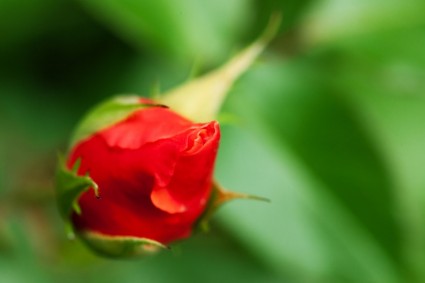 merah rosebud pada hijau