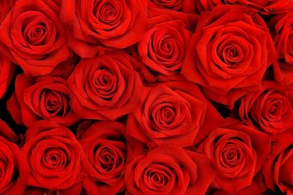 obraz w tle czerwone róże