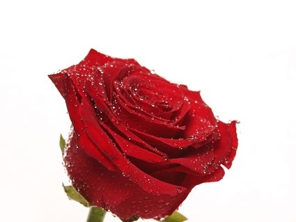 mawar merah gambar closeup