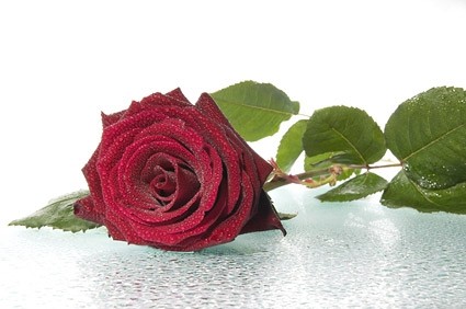 Rote Rosen Bild