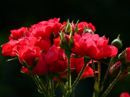 Róża róże czerwone róże