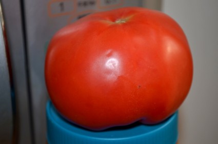 czerwony pomidor