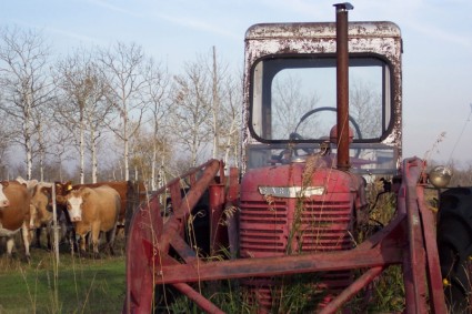 gado de amp tractor vermelho