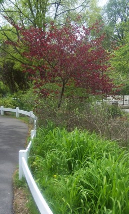 arbre rouge et clôture blanche