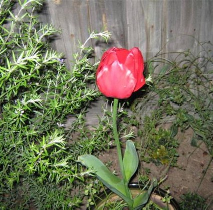 tulipano rosso