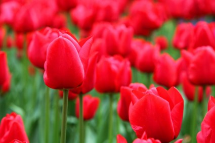 sfondo tulipano rosso