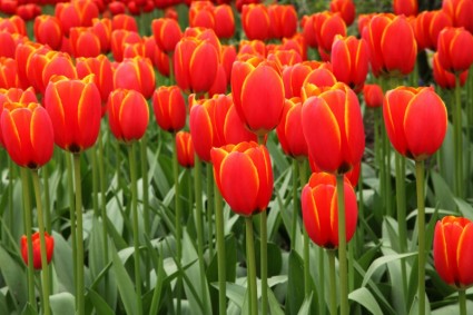 sfondo tulipano rosso