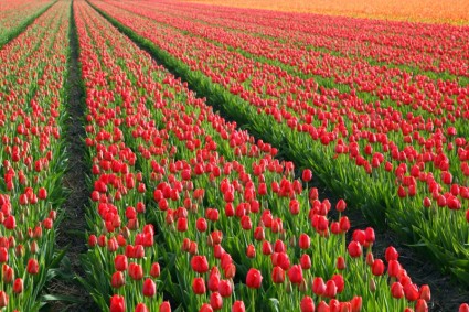 champ de tulipe rouge