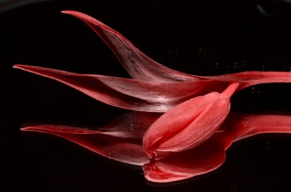 赤いチューリップの花