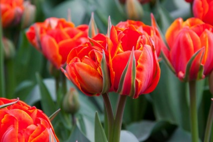 flores de tulipa vermelha