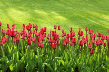 línea de tulipán rojo