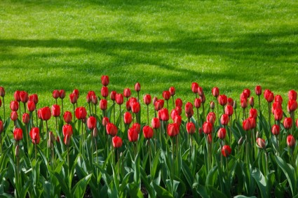 fila de tulipán rojo