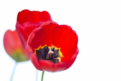 đỏ Hoa tulip