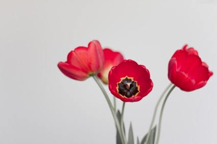 tulipanes rojos