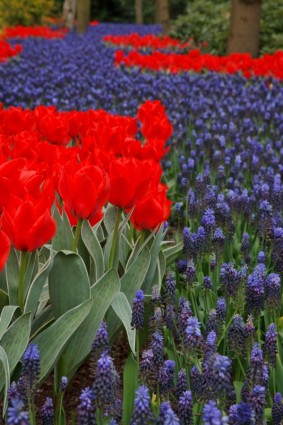 rote Tulpen und Trauben-Hyazinthen