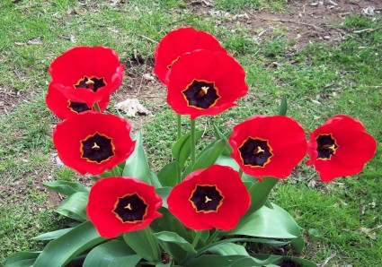 Красные тюльпаны полностью открытой