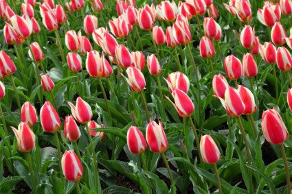màu đỏ trắng hoa tulip