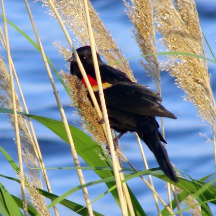 blackbird bersayap merah