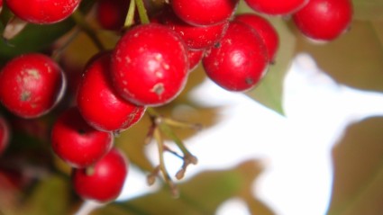 Rote Winter Beeren