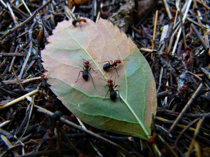 trabajadores ocupados hormiga de madera roja