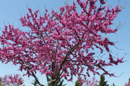 أوكلاهوما شجرة redbud
