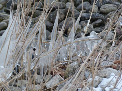 Reed gelo congelado