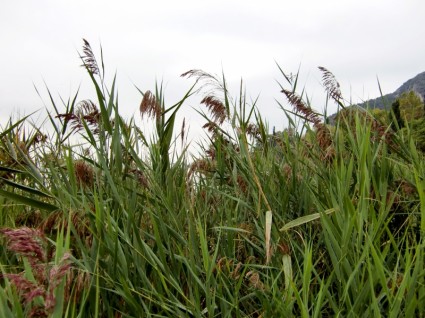 Reed hierba verde