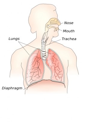 sistema respiratorio clip art
