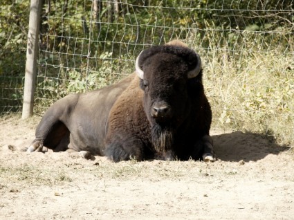 istirahat bison hewan alam