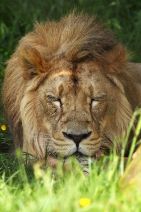 休息的獅子