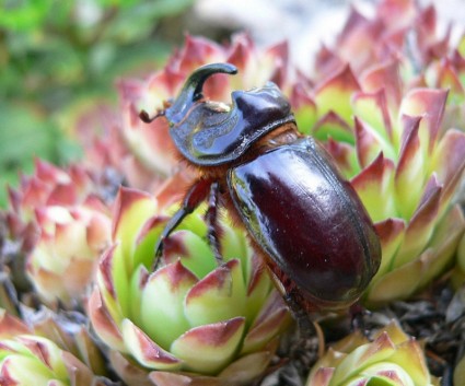 kumbang badak