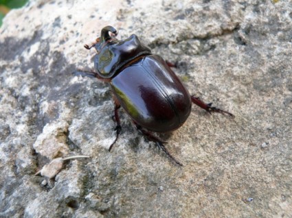 Nosorożec beetle