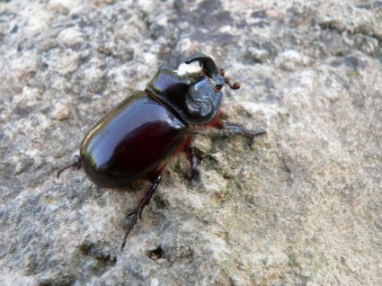 Nosorożec beetle
