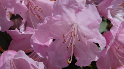 brote de flor de rododendro