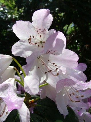 primavera de flor de rododendro