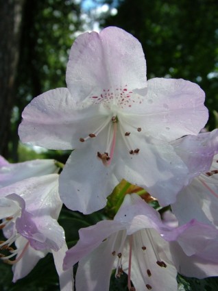 wiosenny kwiat rododendron