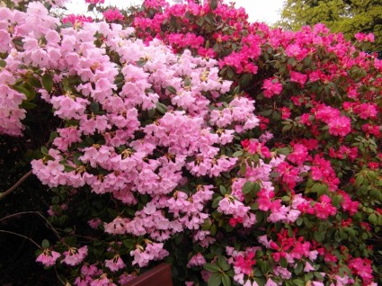flores del jardín japonés rododendro