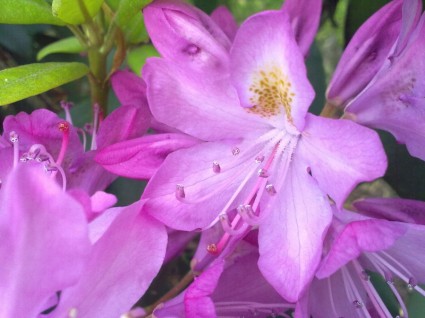 Rhododendron-Frühling-hellrosa