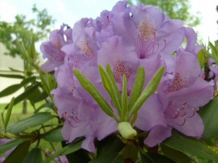floraison des rhododendrons