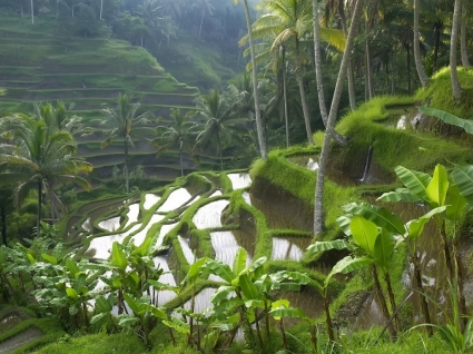 Рисовые террасы риса Обои мир Индонезии