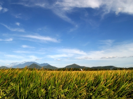 Reis-Tapete-Pflanzen-Natur