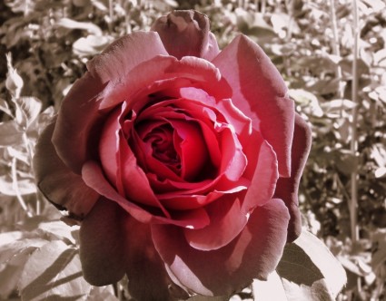 rose branlant