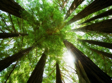 Ring der Redwoods Tapete Pflanzen Natur