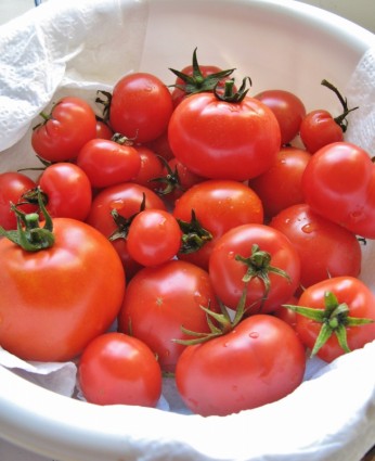 成熟的紅番茄