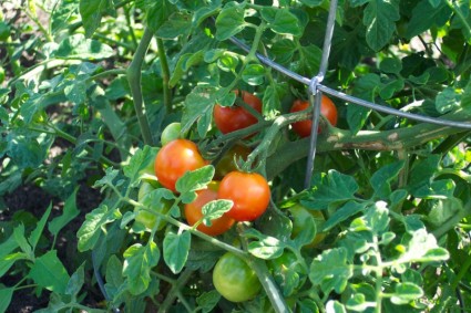 tomates maduros en la vid